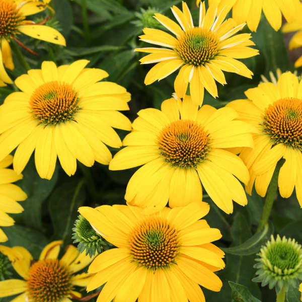 Yellow ConeFlower seeds for Planting - Colorful Display, Heirloom & GMO Free Seeds for Home Garden
