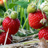 Erdbeere Strawberry Seeds for Planting - Grow Juicy Homegrown Strawberries