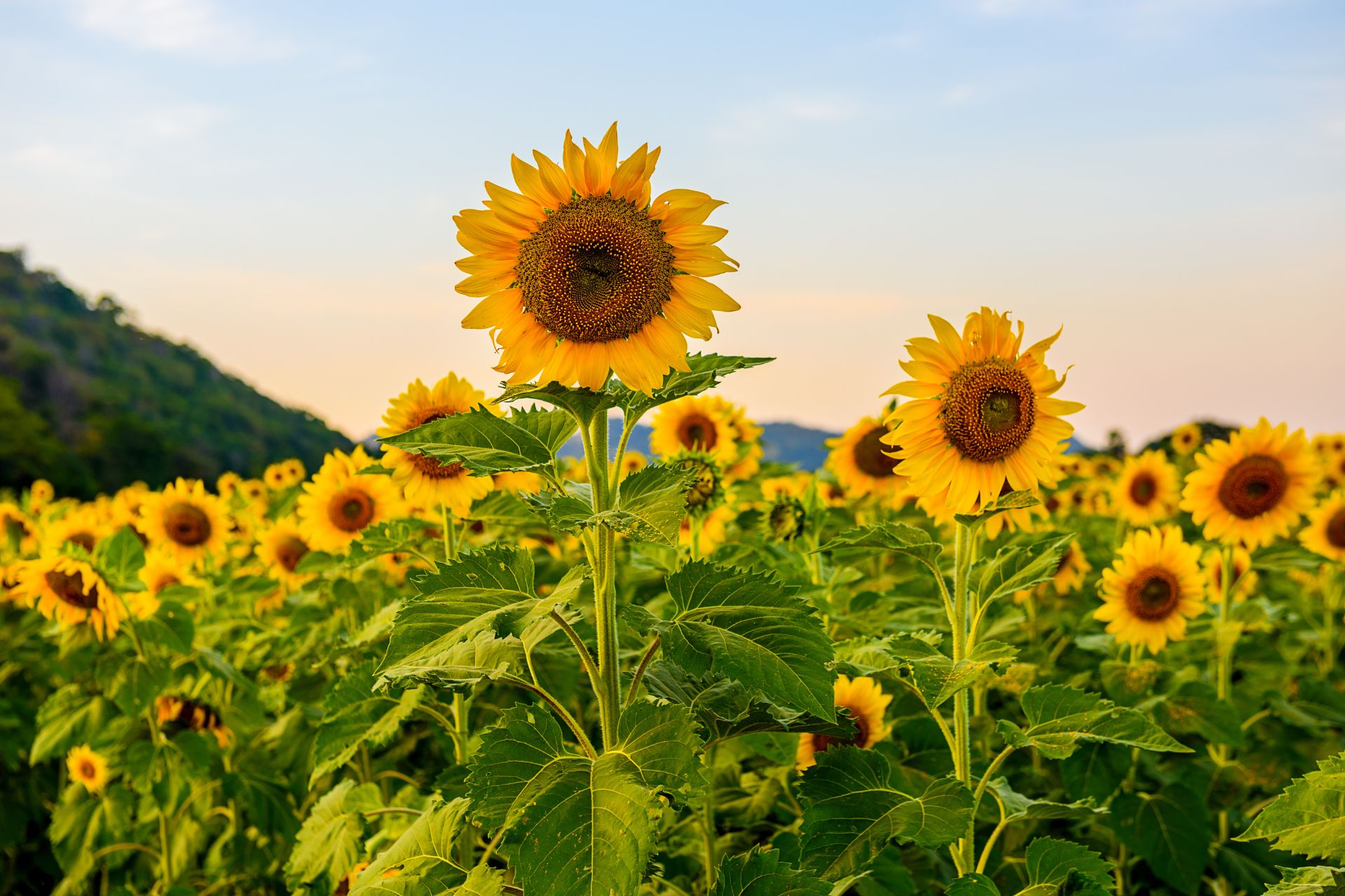 Sunflower Flower Planting Seeds Pink