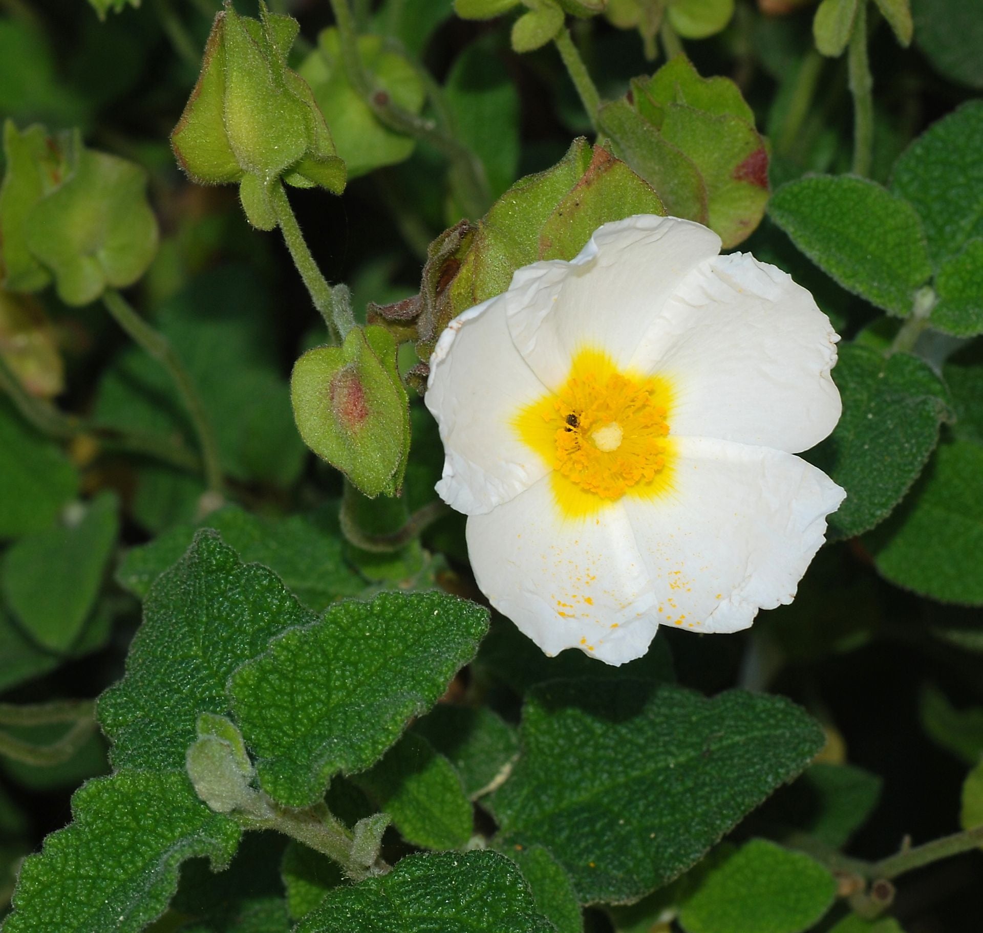Salviifolius Flower seeds for Planting - Sun Loving, Heirloom & GMO Free Seeds for Home Garden