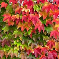 Boston Ivy Green Pink Flower seeds for Planting - Perfect for Borders, Heirloom & GMO Free Seeds for Home Garden