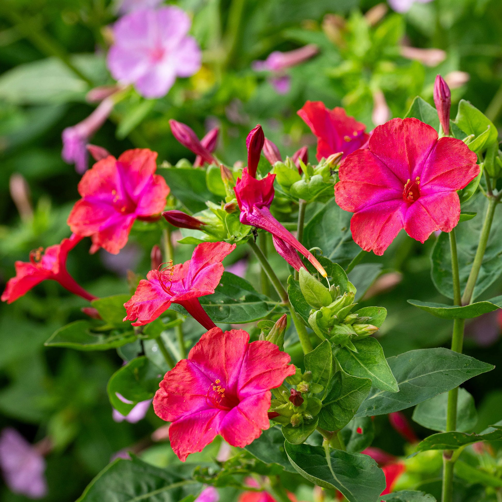 Mirabilis Flower seeds for Planting Compact Growth Heirloom & GMO Free Seeds for Home Garden