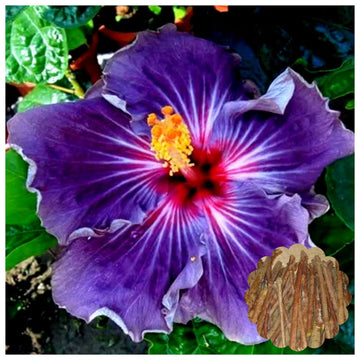 Dark Purple Hibiscus Flower Seeds for Planting Pollinator Friendly Heirloom & GMO Free Seeds for Home Garden
 
 Sale