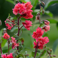 Elegant Clarkia Flower seeds for Planting - Wildflower Mix, Heirloom & GMO Free Seeds for Home Garden