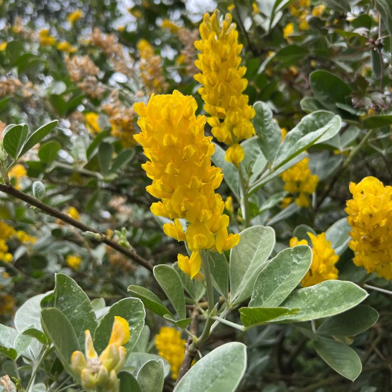 Cytisus Battandieri Flower seeds for Planting - Cut Flower Favorite, Heirloom & GMO Free Seeds for Home Garden
 
 Sale