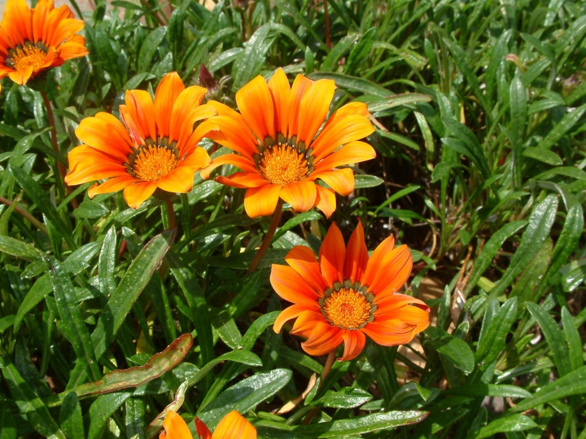 Gray Gazania Flower seeds for Planting - Compact Growth, Heirloom & GMO Free Seeds for Home Garden