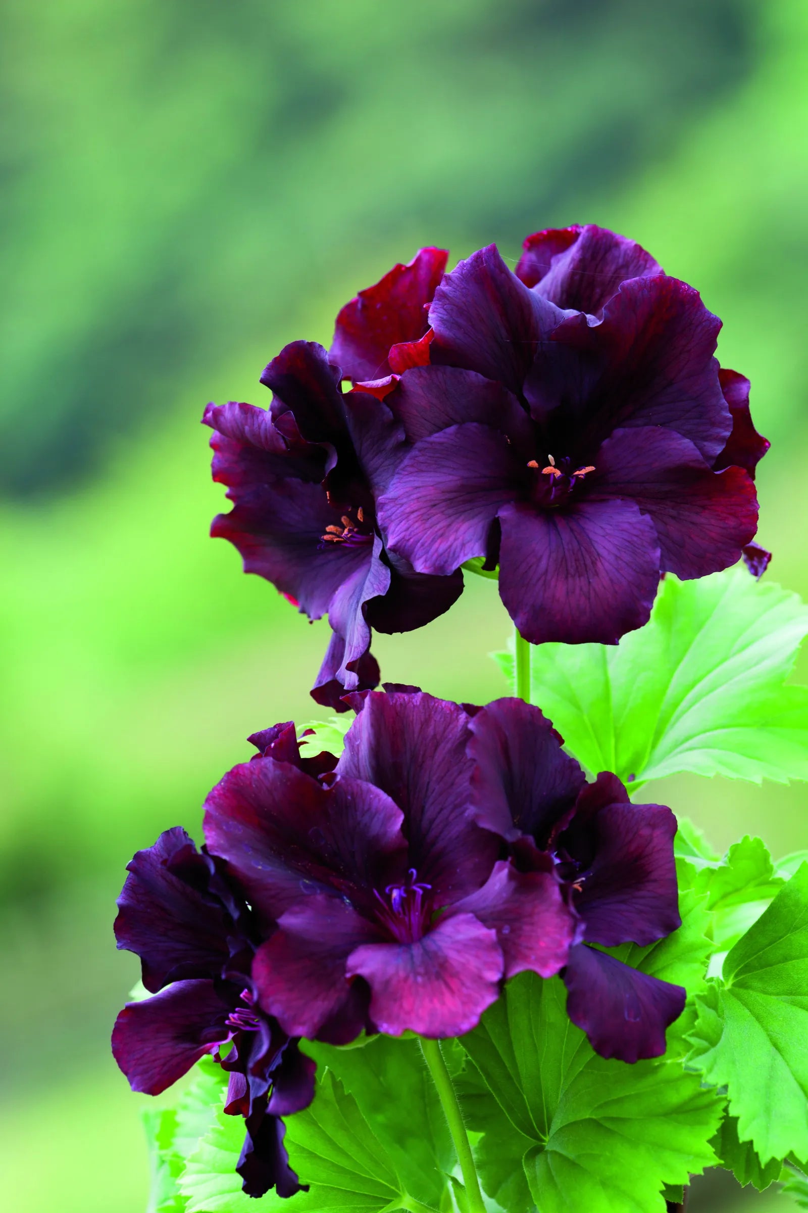 Dark Pink Black Geranium Flower Seeds for Planting - Vibrant and Elegant