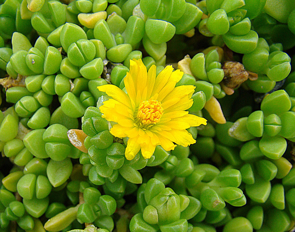 Yellow Red Ice Flower seeds for Planting - Hardy Variety, Heirloom & GMO Free Seeds for Home Garden