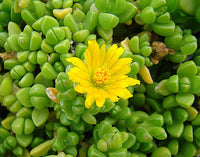 Yellow Red Ice Flower seeds for Planting - Hardy Variety, Heirloom & GMO Free Seeds for Home Garden