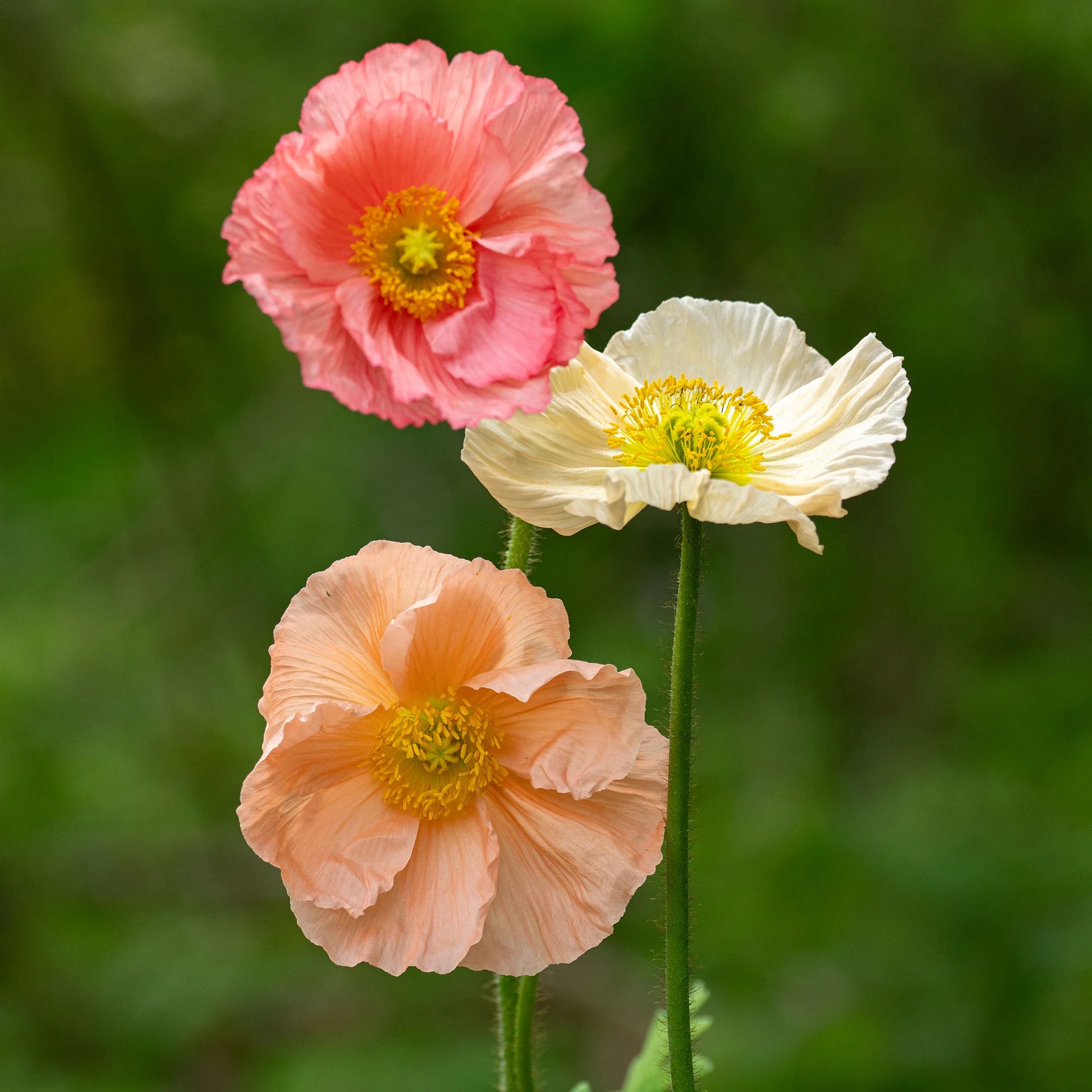 Pale Pink Iceland Flower seeds for Planting - Cottage Garden Essential, Heirloom & GMO Free Seeds for Home Garden