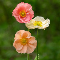Pale Pink Iceland Flower seeds for Planting - Cottage Garden Essential, Heirloom & GMO Free Seeds for Home Garden