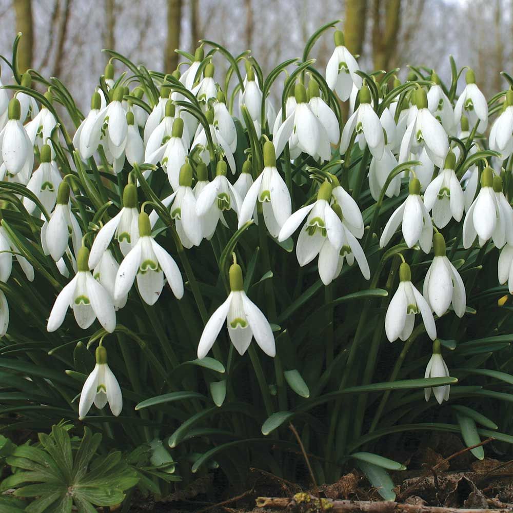 White Galanthus Flower seeds for Planting Easy to Grow Heirloom & GMO Free Seeds for Home Garden
 
 Sale