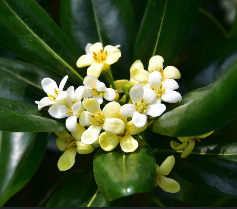 Pittosporum Tobira Flower seeds for Planting - Cut Flower Favorite, Heirloom & GMO Free Seeds for Home Garden