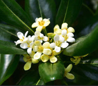 Pittosporum Tobira Flower seeds for Planting - Cut Flower Favorite, Heirloom & GMO Free Seeds for Home Garden