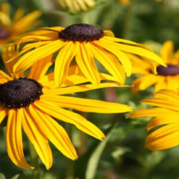Rudbeckia Flower seeds for Planting Compact Growth Heirloom & GMO Free Seeds for Home Garden