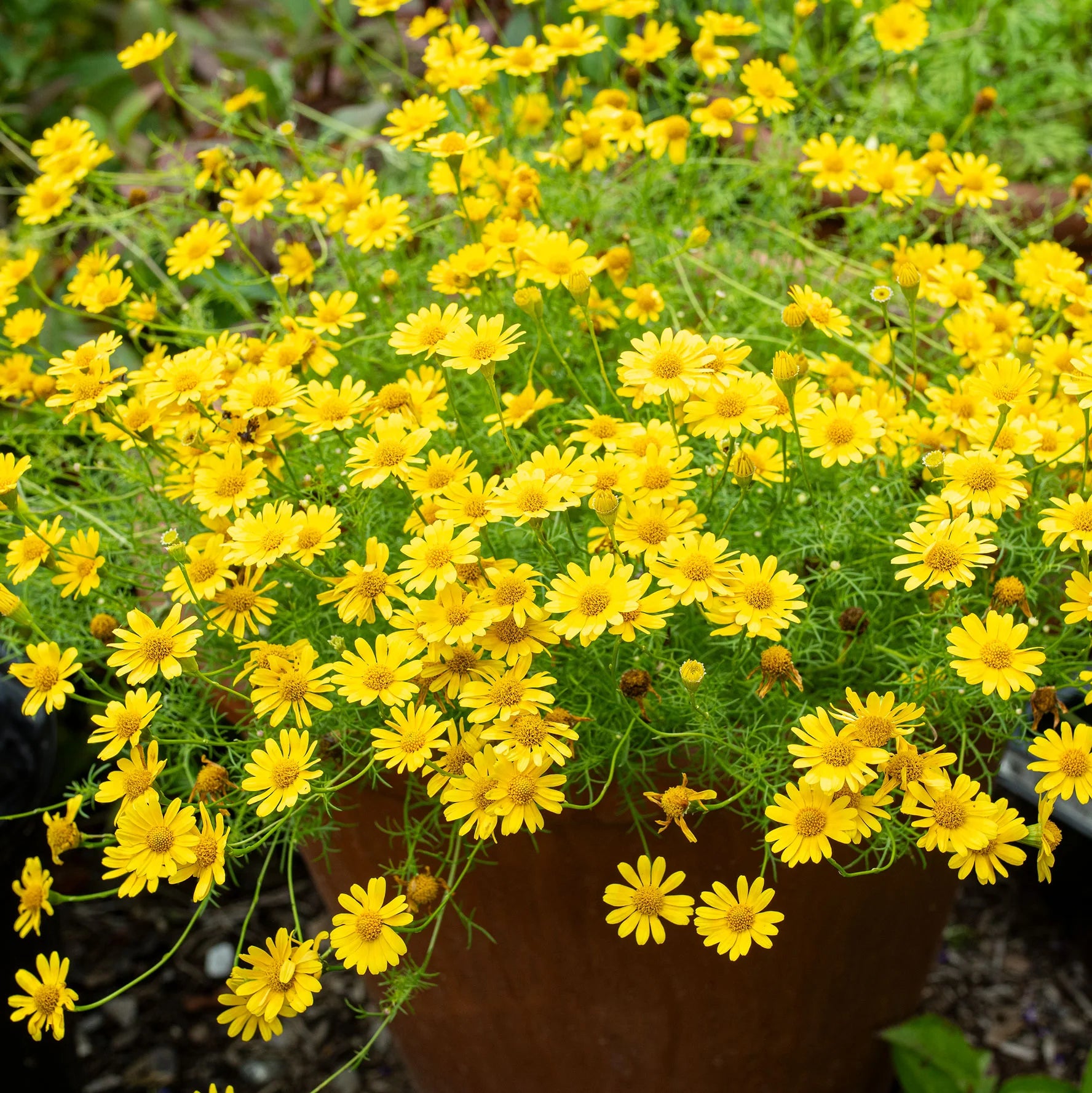 Yellow Thymophylla Flower seeds for Planting - Sun Loving, Heirloom & GMO Free Seeds for Home Garden