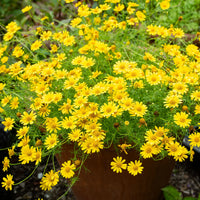 Yellow Thymophylla Flower seeds for Planting - Sun Loving, Heirloom & GMO Free Seeds for Home Garden