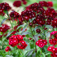 Maroon William Dianthus Seeds for Planting | Vibrant Annual Flower Seeds