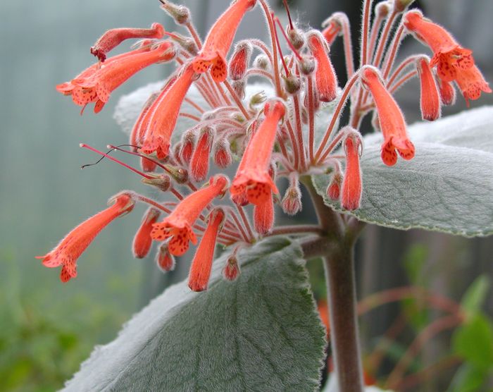 Red Sinningia Leucotricha Flower seeds for Planting - Low Maintenance, Heirloom & GMO Free Seeds for Home Garden
