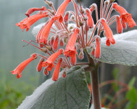Red Sinningia Leucotricha Flower seeds for Planting - Low Maintenance, Heirloom & GMO Free Seeds for Home Garden