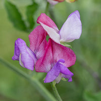 Violet Lathyrus Odoratus Flower seeds for Planting - Shade Tolerant, Heirloom & GMO Free Seeds for Home Garden