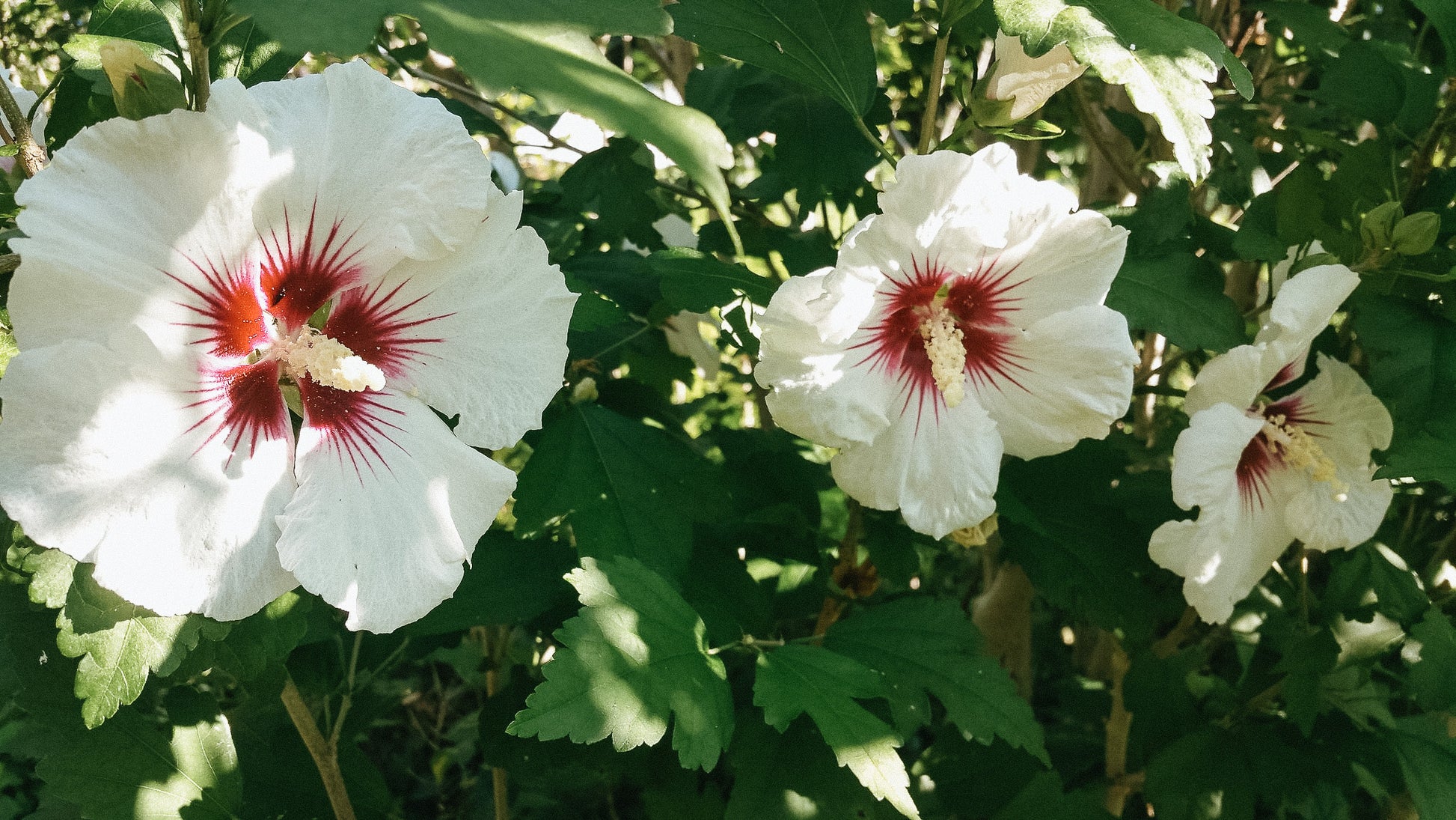 Syriacus Flower seeds for Planting - Pollinator Friendly, Heirloom & GMO Free Seeds for Home Garden