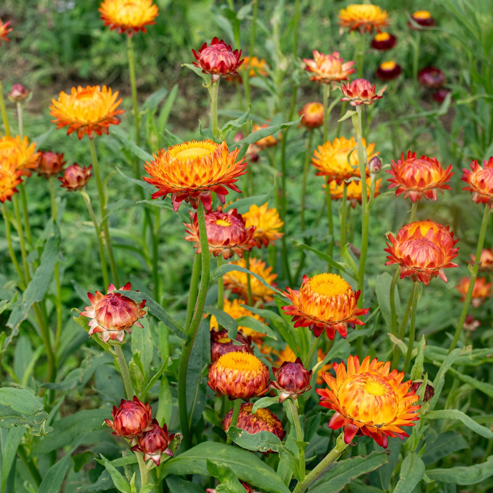 Orange Double StrawFlower seeds for Planting - Fragrant Blossoms, Heirloom & GMO Free Seeds for Home Garden