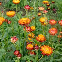 Red-Yellow Straw Flower seeds for Planting - Bright Blooms, Heirloom & GMO Free Seeds for Home Garden