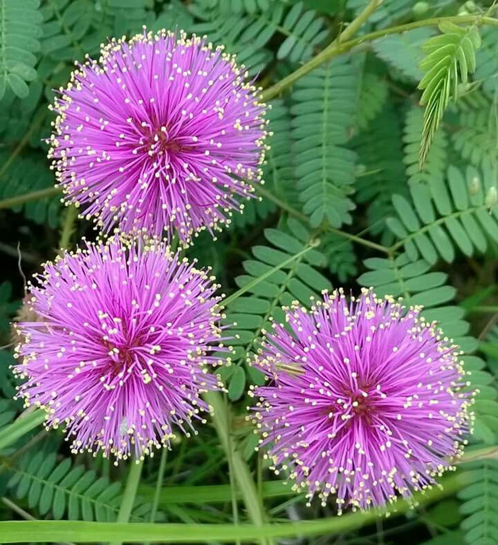 Lavender Mimosa Pudica Flower seeds for Planting - Easy to Grow, Heirloom & GMO Free Seeds for Home Garden