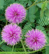 Lavender Mimosa Pudica Flower seeds for Planting - Easy to Grow, Heirloom & GMO Free Seeds for Home Garden