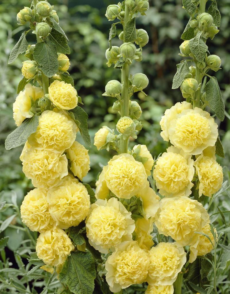 Yellow Hollyhock Flower seeds for Planting - Colorful Display, Heirloom & GMO Free Seeds for Home Garden