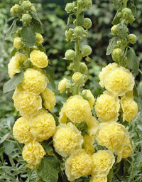 Yellow Hollyhock Flower seeds for Planting - Colorful Display, Heirloom & GMO Free Seeds for Home Garden