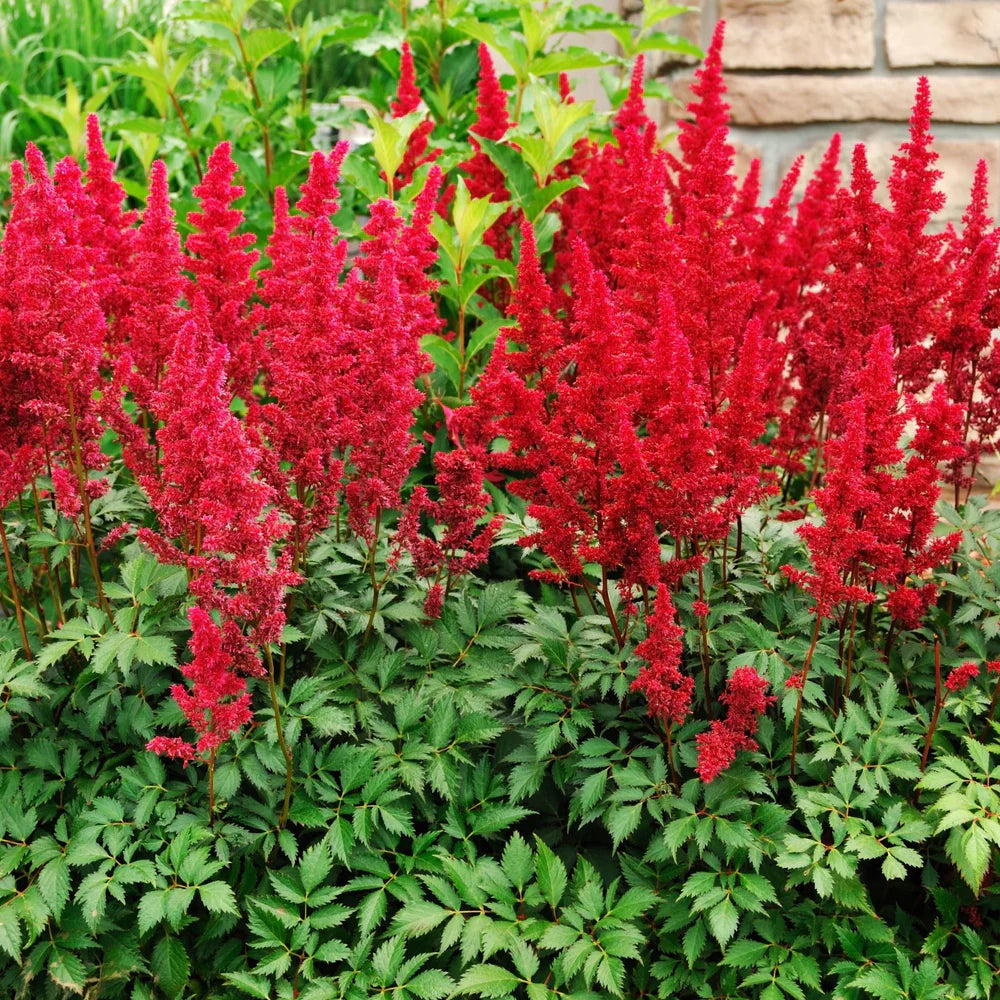 Red Astilbe Perennial Flower seeds for Planting - Pollinator Friendly, Heirloom & GMO Free Seeds for Home Garden