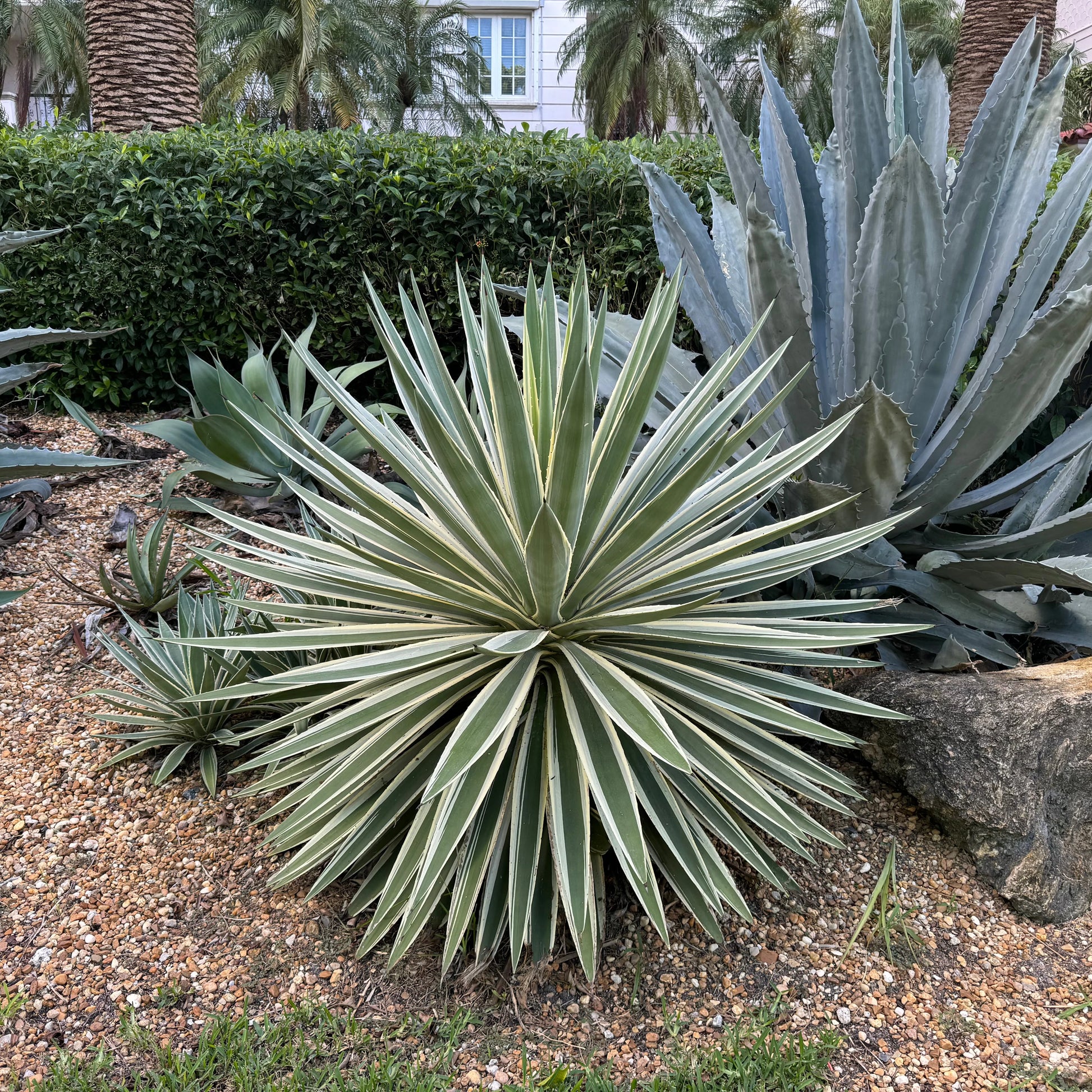 Green Agave Angustifolia Flower seeds for Planting Perfect for Borders Heirloom & GMO Free Seeds for Home Garden 
 
 Sale