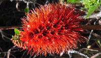 Greyia Sutherlandii Flower seeds for Planting Cut Flower Favorite Heirloom & GMO Free Seeds for Home Garden