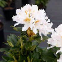 White Catawba Flower Seeds  Ideal for Easy Home Planting