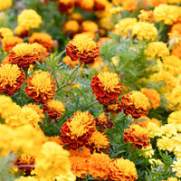 Mixed Marigold Flower seeds for Planting Wildflower Mix Heirloom & GMO Free Seeds for Home Garden
 
 Sale seeds for home garden planting