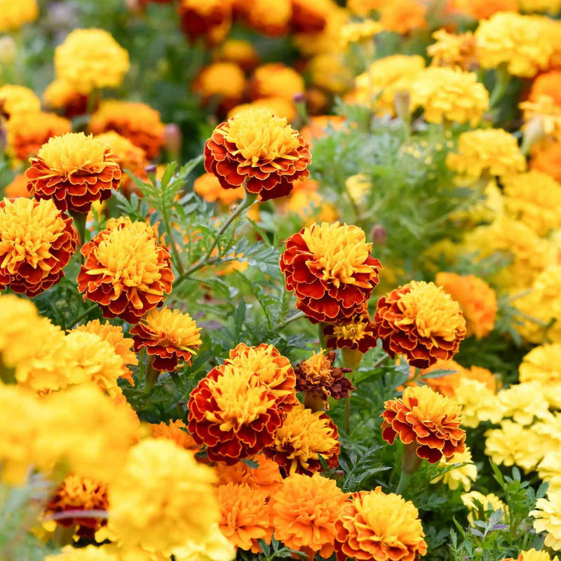 Mixed Marigold Flower seeds for Planting Wildflower Mix Heirloom & GMO Free Seeds for Home Garden
 
 Sale seeds for home garden planting