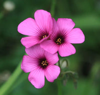 White Pink Oxalis Laciniata Flower seeds for Planting Long Bloom Season Heirloom & GMO Free Seeds for Home Garden
 
 Sale