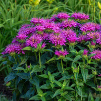 Violet Monarda Flower seeds for Planting Cottage Garden Essential Heirloom & GMO Free Seeds for Home Garden 
 
 Sale