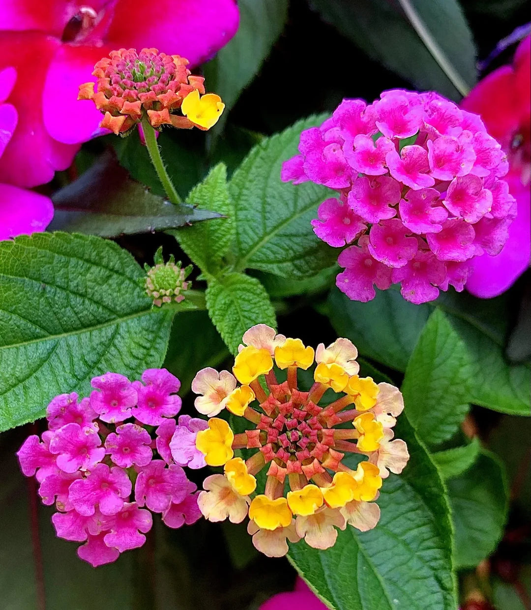 Heirloom Camara Flower seeds for Planting Garden Favorite Heirloom & GMO Free Seeds for Home Garden