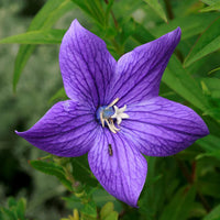 Patycodon Flower seeds for Planting Low Maintenance Heirloom & GMO Free Seeds for Home Garden
 
 Sale