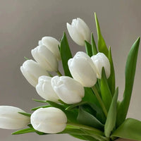 White Tulip Flower seeds for Planting Drought Tolerant Heirloom & GMO Free Seeds for Home Garden