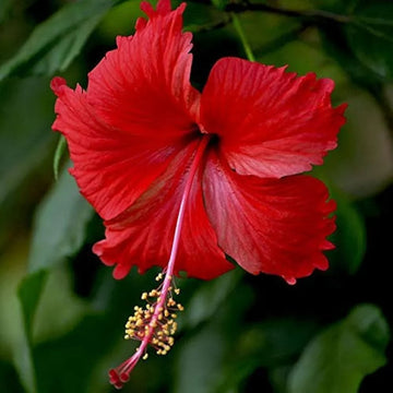 Hibiscus Rosasinensis Flower seeds for Planting, Low Maintenance Heirloom & GMO Free Seeds for Home Garden