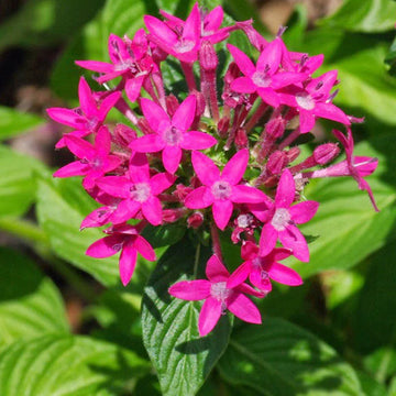 Pink Pentas Flower seeds for Planting - Vibrant Colors, Heirloom & GMO Free Seeds for Home Garden