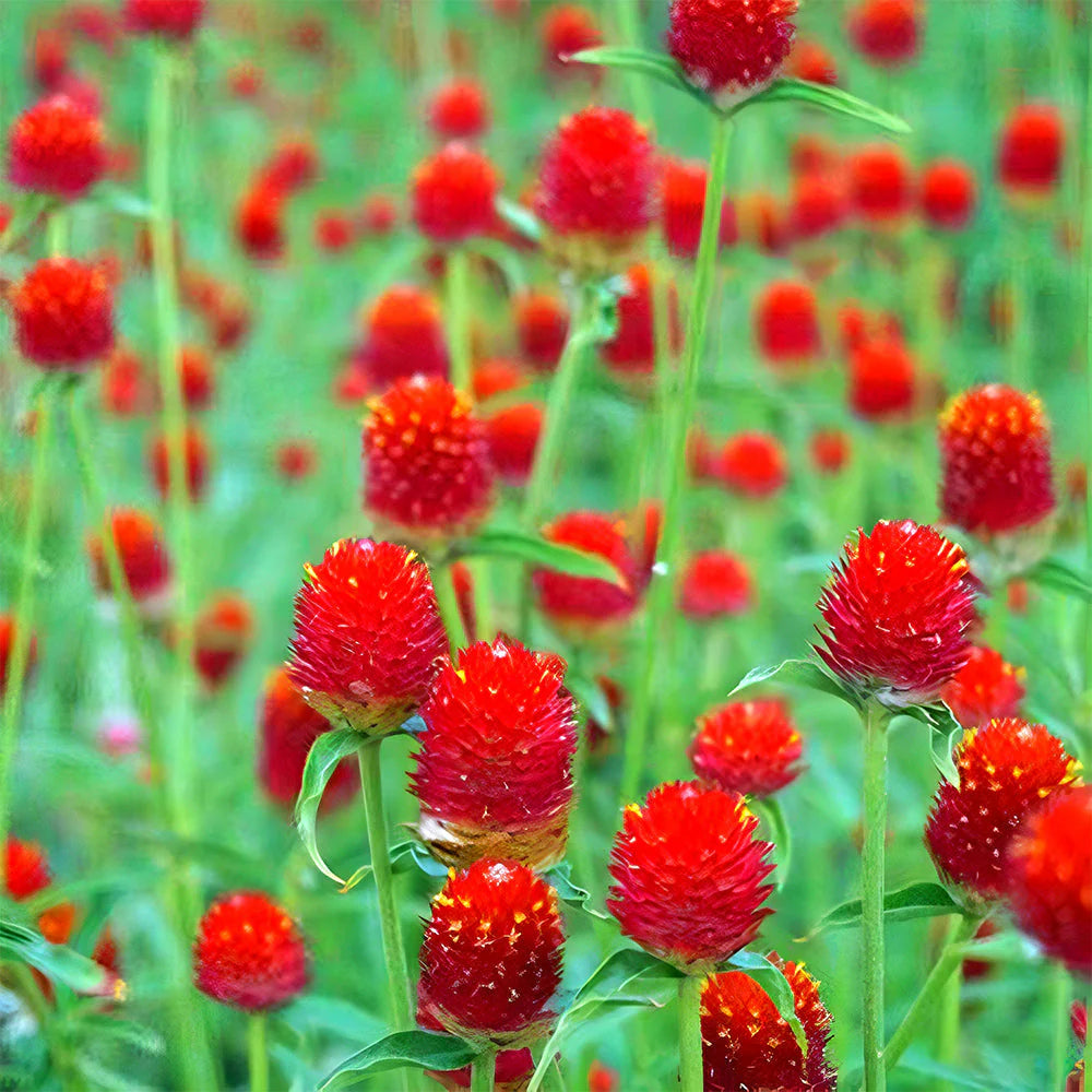 Gomphrena Flower seeds for Planting Premium Quality Heirloom & GMO Free Seeds for Home Garden