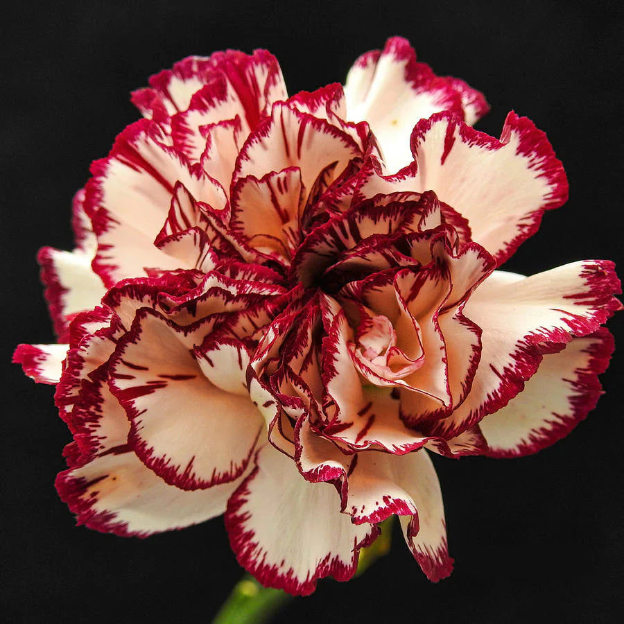 White Red Carnations Flower seeds for Planting - Pollinator Friendly, Heirloom & GMO Free Seeds for Home Garden