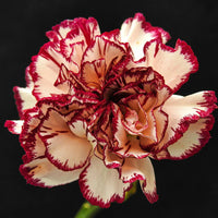 White Red Carnations Flower seeds for Planting - Pollinator Friendly, Heirloom & GMO Free Seeds for Home Garden
