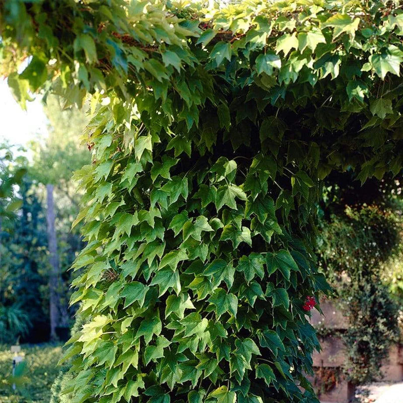 Parthenocissus Tricuspidata Flower seeds for Planting Cottage Garden Essential Heirloom & GMO Free Seeds for Home Garden