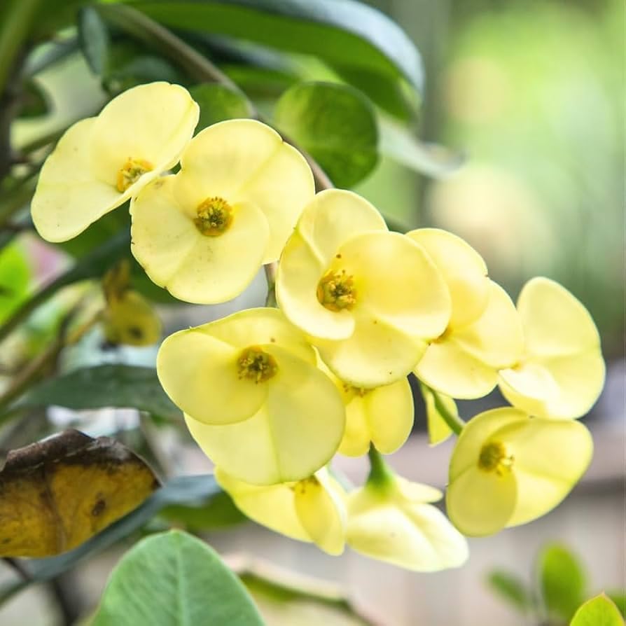 Yellow Euphorbia Flower seeds for Planting Premium Quality Heirloom & GMO Free Seeds for Home Garden 
 
 Sale seeds for home garden planting
